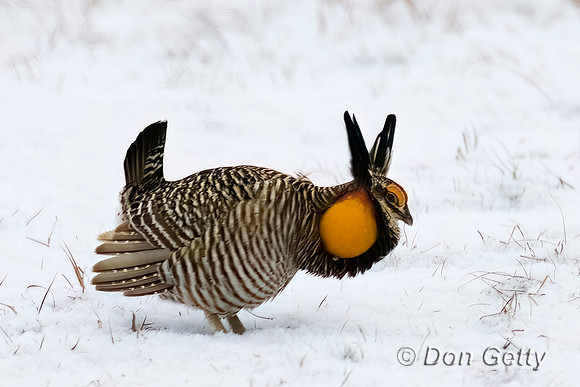 Greater Prairie-Chicken