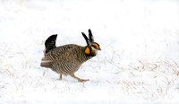 Greater Prairie-Chicken