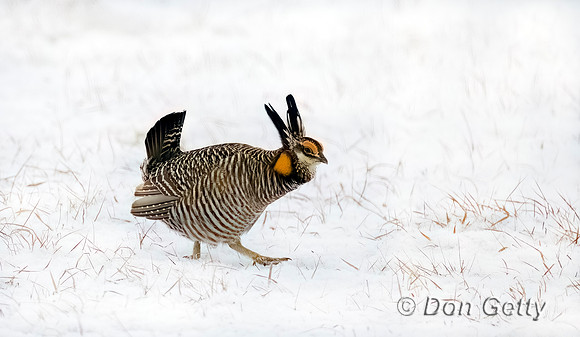 Greater Prairie-Chicken