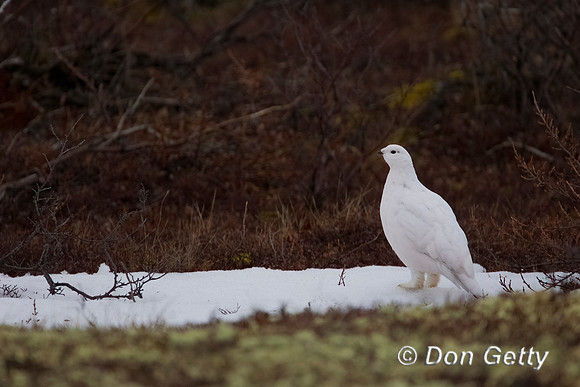 Willow Ptarmigan