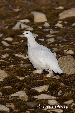 Willow Ptarmigan