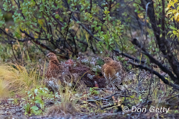 Willow Ptarmigan