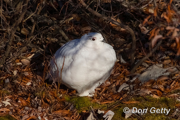 Willow Ptarmigan