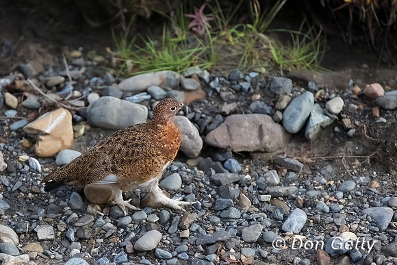 Willow Ptarmigan