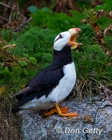 Horned Puffin