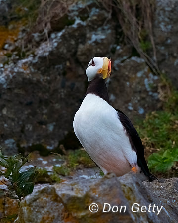 Horned Puffin