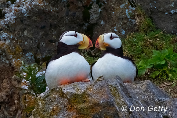 Horned Puffin