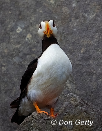Horned Puffin