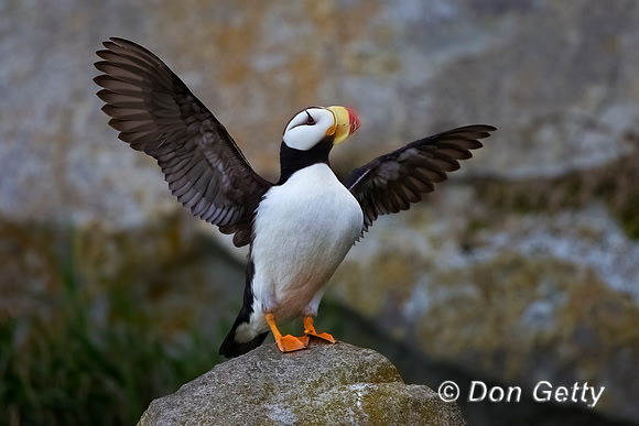 Horned Puffin