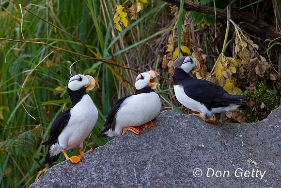 Horned Puffin