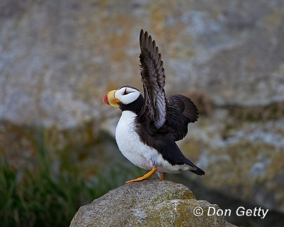 Horned Puffin