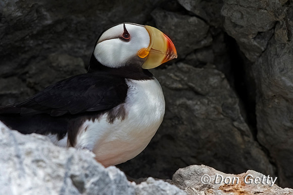 Horned Puffin