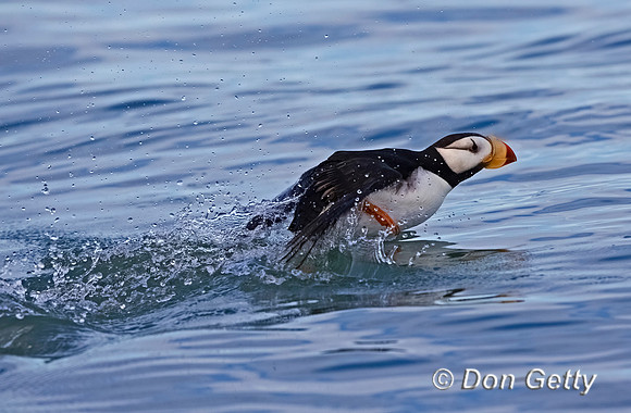 Horned Puffin