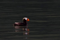 Tufted Puffin