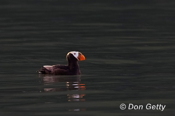 Tufted Puffin