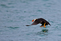 Tufted Puffin