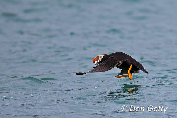 Tufted Puffin