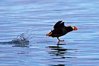 Tufted Puffin