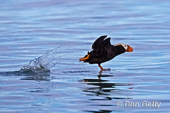 Tufted Puffin
