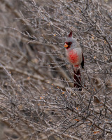 Pyrrhuloxia_DSC7849