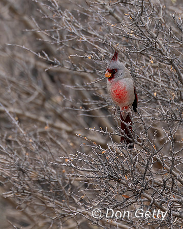 Pyrrhuloxia_DSC7849