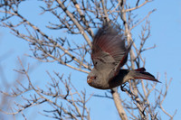 Pyrrhuloxia