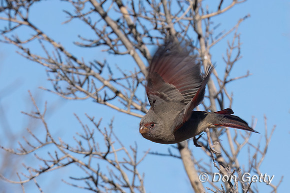 Pyrrhuloxia