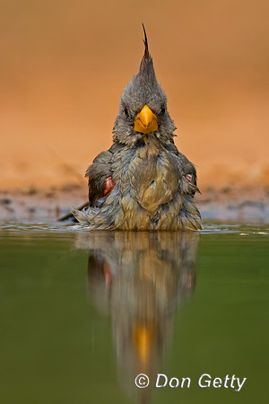 Pyrrhuloxia