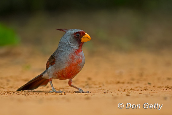 Pyrrhuloxia