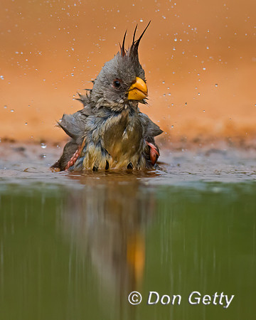 Pyrrhuloxia