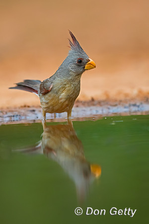 Pyrrhuloxia