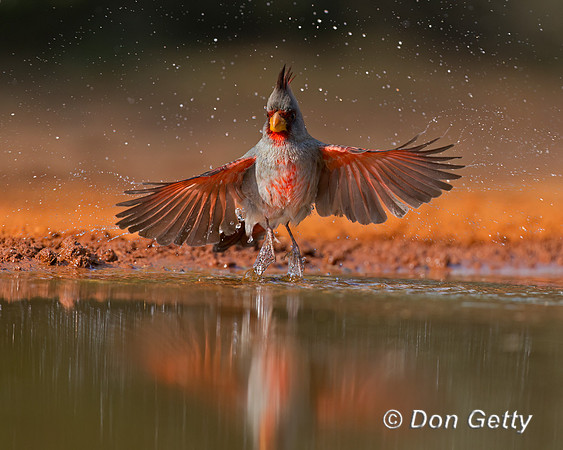 Pyrrhuloxia