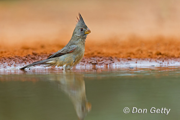 Pyrrhuloxia