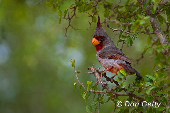 Pyrrhuloxia