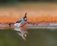 Pyrrhuloxia