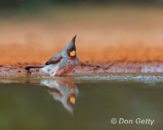 Pyrrhuloxia