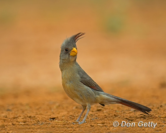 Pyrrhuloxia