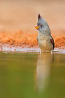 Pyrrhuloxia