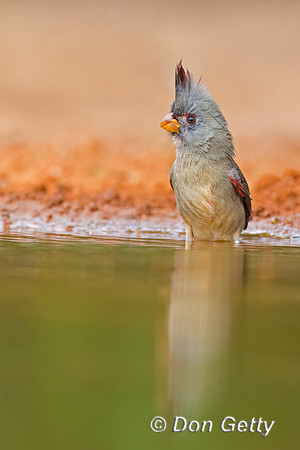 Pyrrhuloxia