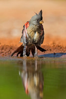 Pyrrhuloxia