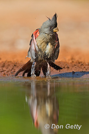 Pyrrhuloxia