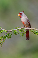 Pyrrhuloxia