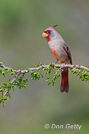 Pyrrhuloxia