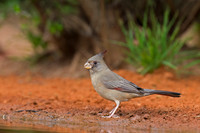 Pyrrhuloxia