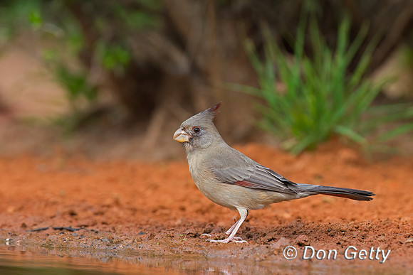 Pyrrhuloxia