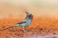 Pyrrhuloxia