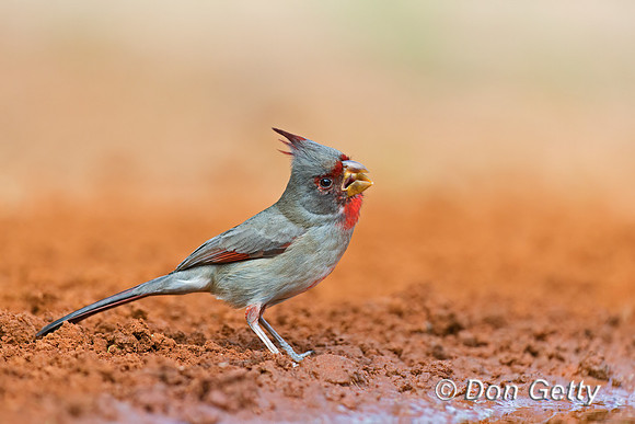 Pyrrhuloxia