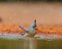 Pyrrhuloxia