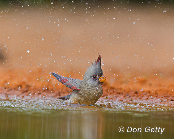 Pyrrhuloxia