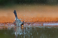 Pyrrhuloxia